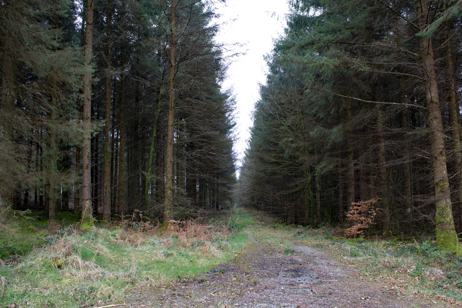 derrydonnell wood 14.1