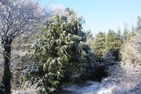 Forestry in Athenry Parish by Sean McGovern