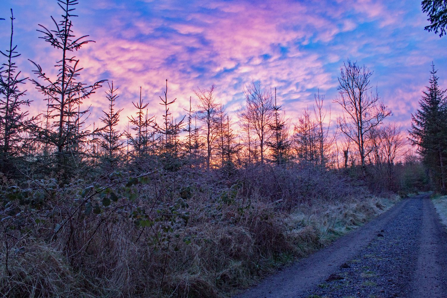 Derrydonnell Forest, Athenry (August 2016)