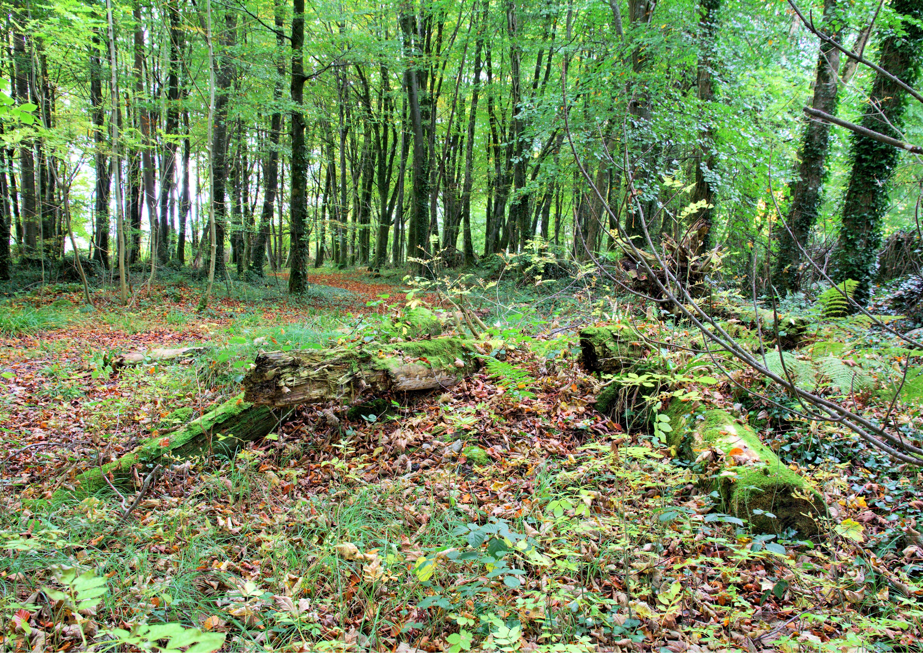 Castle Ellen Wood